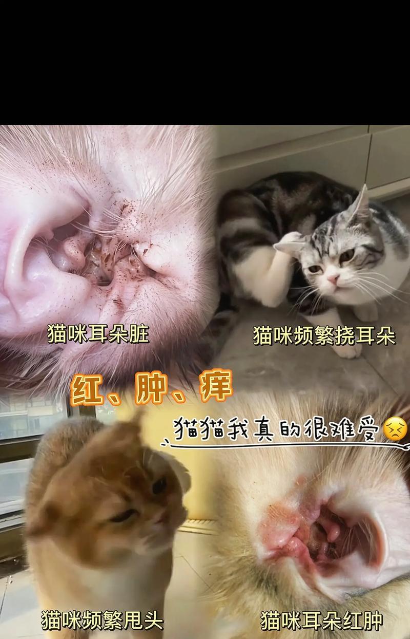揭秘猫的耳朵之谜（为什么猫的耳朵会硬如铁？）