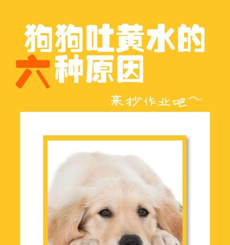小狗吐了，狗主人需警惕的健康问题（一起了解小狗吐的原因及应对方法）