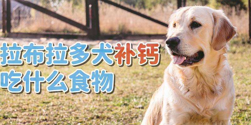 拉布拉多怀孕40天的饮食指南（如何为孕期的拉布拉多提供适当的营养？）