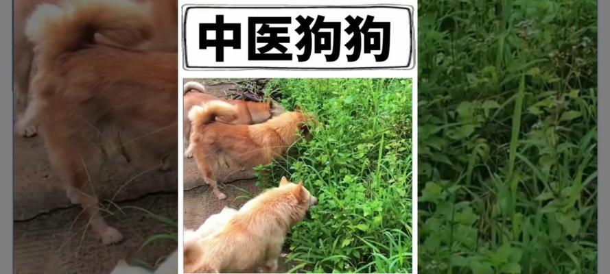 为什么狗生病了会散发出臭味？（揭开狗生病臭味的秘密，让你了解它背后的原因）