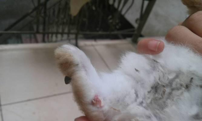 兔子的脚长什么样？（揭秘兔子脚掌的奥秘）