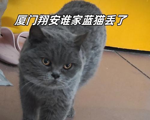 宠物猫何时懂事？（猫咪成长过程中的行为变化与认知能力）