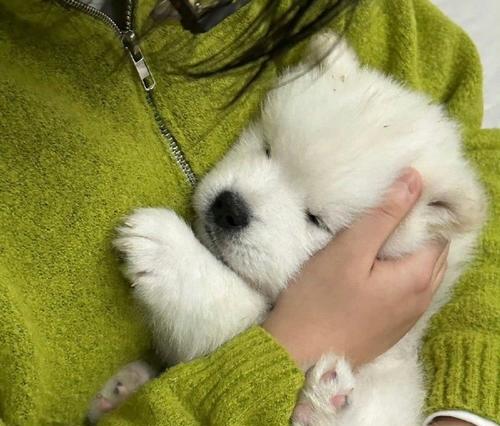 狗的生长发育过程（揭秘狗在何时长身体，探究生长关键期）