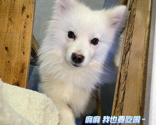 银狐犬的饮食需求与合理搭配（银狐犬的营养需求与健康生活）