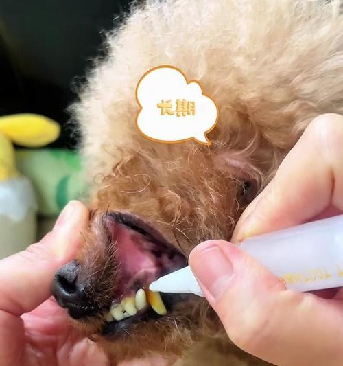 如何解决狗的口臭问题？（让你的毛孩永远拥有清新的口气）