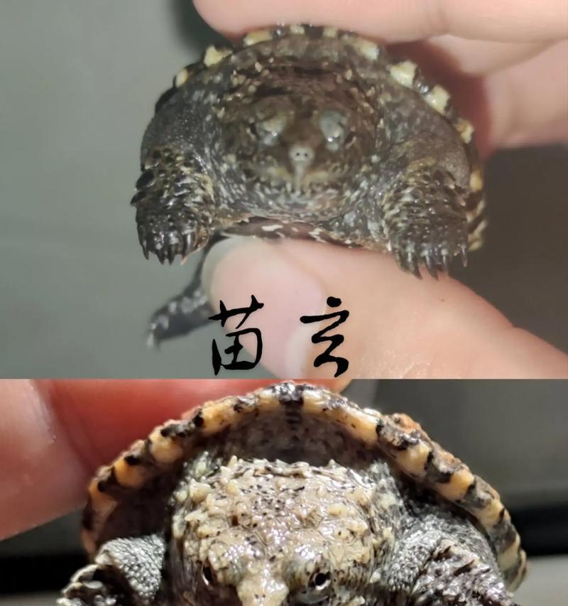 探寻宠物龟的帅气之处（龟中的帅哥大比拼，谁最迷人？）