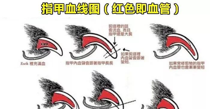 探索猎犬的血脉（解读猎犬血统的关键遗传特征与演化历程）