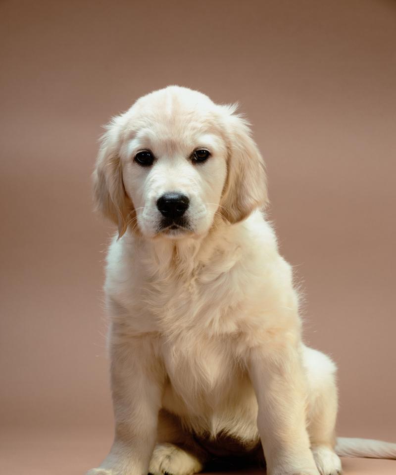 聪明听话的犬类——你不可不知的宠物选择（从一只小狗到可爱的伙伴，他们为何如此聪明听话？）