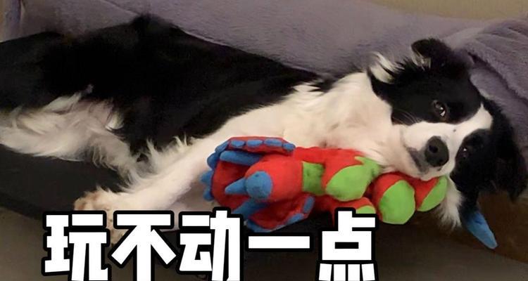 狗为什么一直不动了？（探究狗停止活动的原因及应对方法）