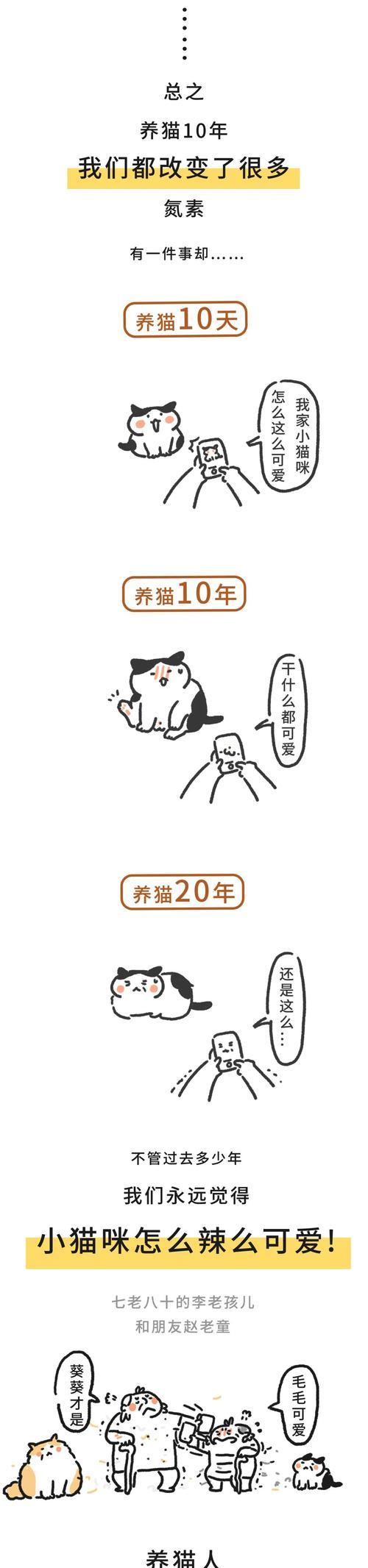 为什么养猫要养10年？（探索长期养猫的好处及责任）