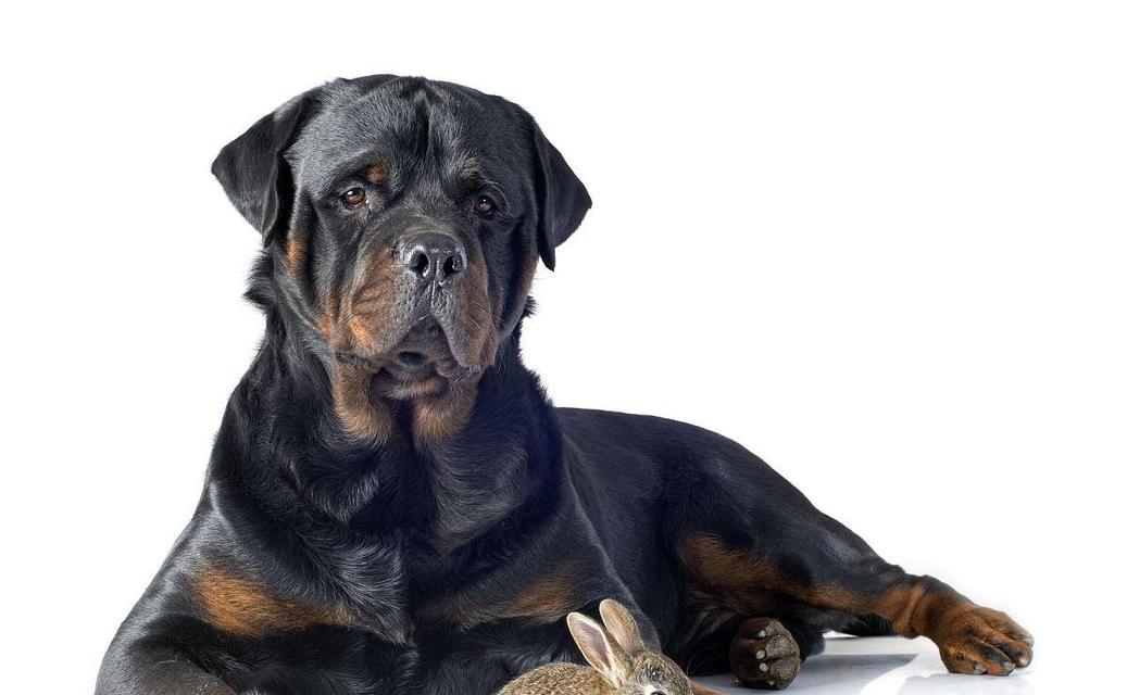 选择合适的犬种来抓兔子（探讨猎兔犬的不同品种及其适应性）
