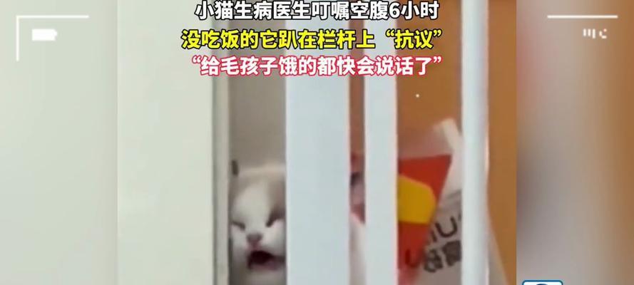 猫为什么不吃饭？（探究猫不吃饭的原因与解决方法）