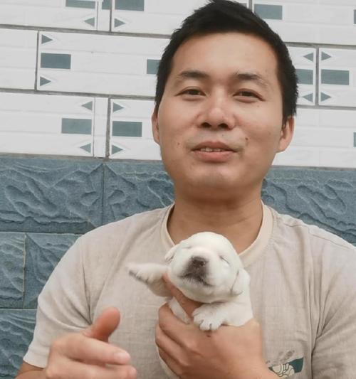为什么拉布拉多不长个？（解析拉布拉多犬的生长特点及遗传因素）