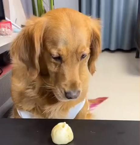 金毛犬的异物摄入反应及应对措施（保护你的金毛犬）