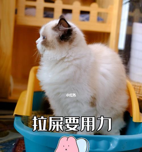 猫咪的排便习惯及其预兆（揭秘猫咪拉粑粑的预兆，了解你的宠物更多）