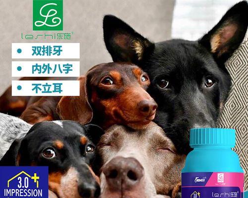 如何选择适合博美的钙片？（了解博美需要的钙质摄入量及选择合适的钙片）