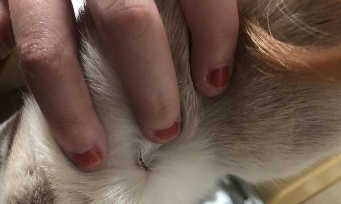 抓猫脖子后面的原因与方法（为什么要抓猫脖子后面？如何正确地抓猫脖子？）
