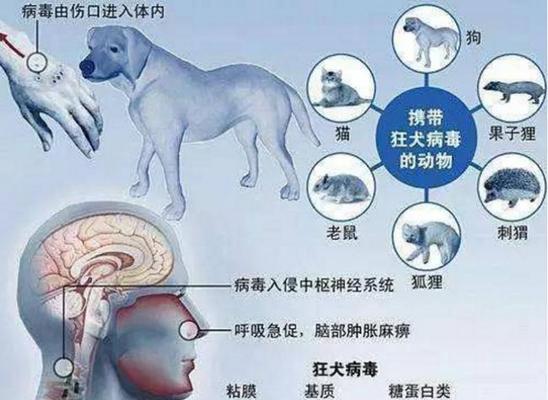 狗传染给人的常见疾病（探索人与狗之间可能的健康风险）