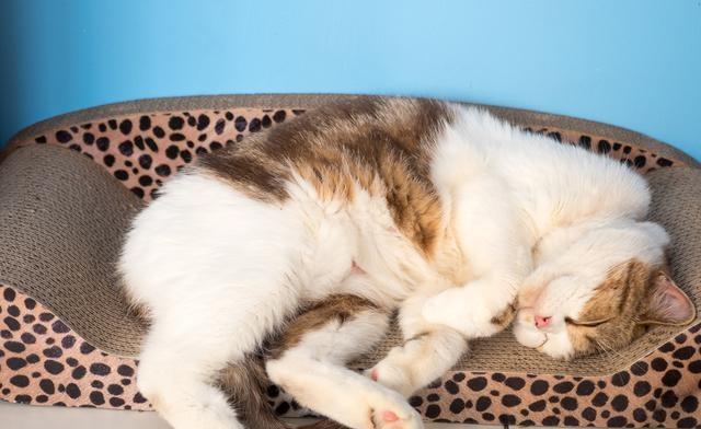 猫的世界（宠物猫的生活方式、行为和特点一览）
