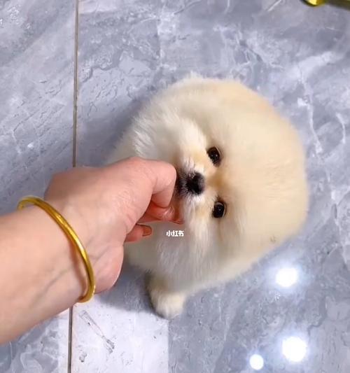 博美犬的最纯颜色之谜（揭秘博美犬最纯净的毛色与其特性）