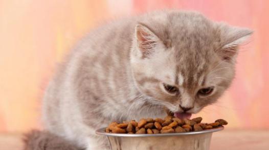 猫咪的饮食要点（为您的猫咪选择适当的食物，让它健康快乐一生）