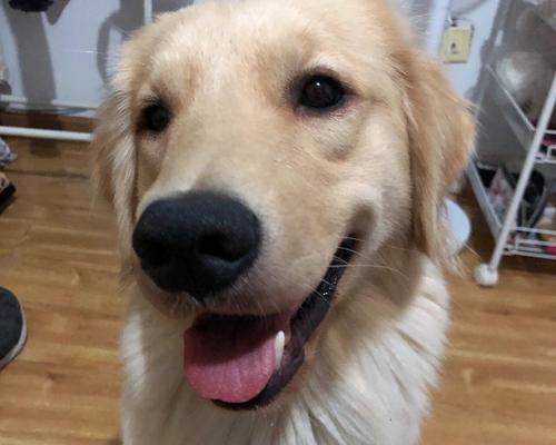 狗狗鼻头为什么会变白？（探寻狗狗鼻头变白的原因与解决方法）