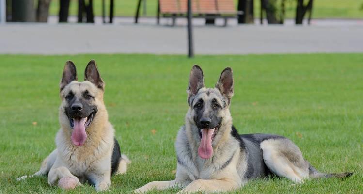 探索黑神的故乡——以德牧犬的起源地（揭秘黑神的诞生地以及其独特的特征和历史渊源）