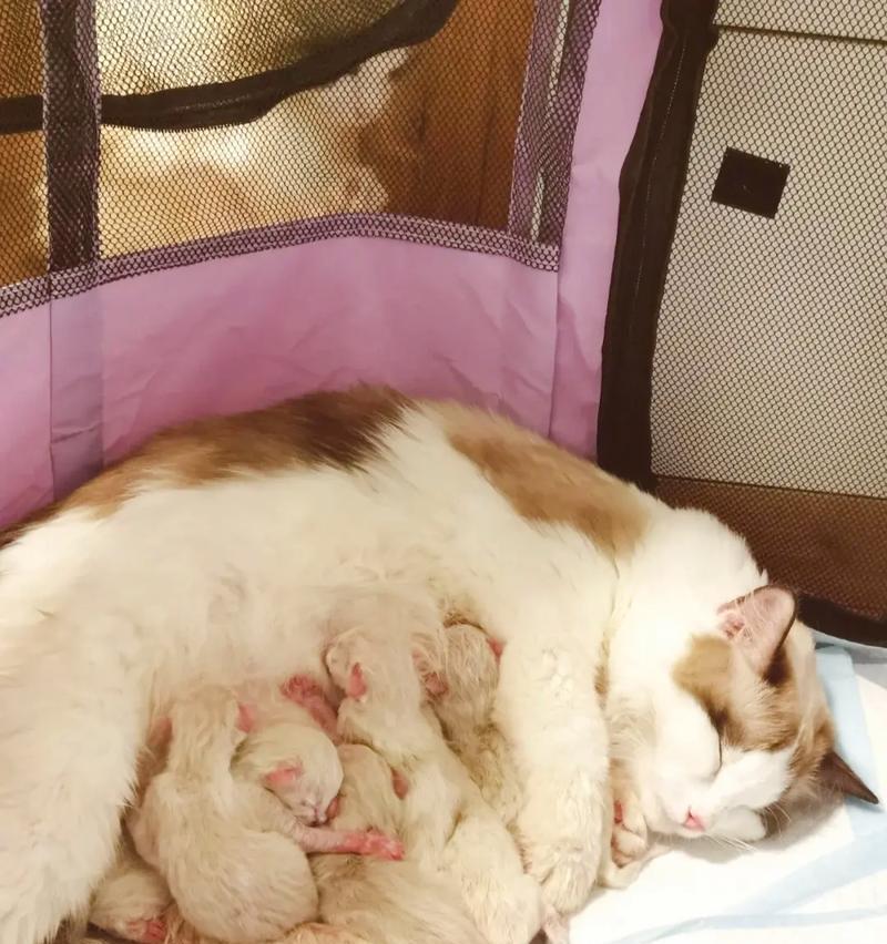 如何正确喂养两个月大的小猫（掌握关键饲养技巧，让它健康快乐成长）