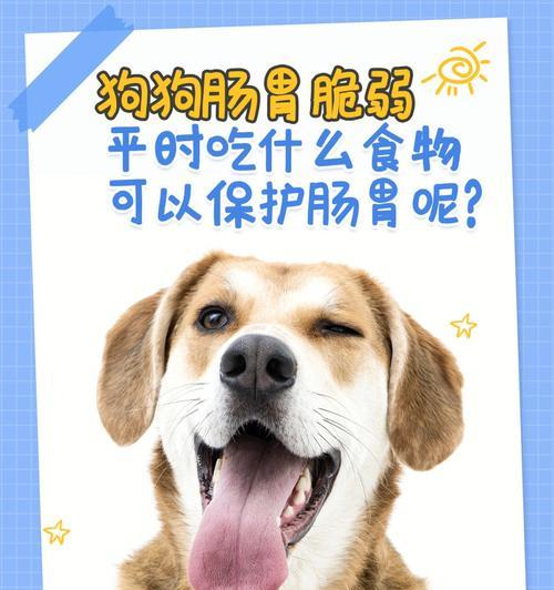 小狗吃什么都拉肚子，如何处理？（一起来了解小狗吃食物导致腹泻的原因和应对方法吧！）