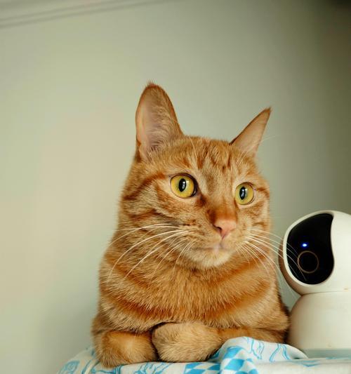 小猫为什么胡子断？（探究小猫胡子断裂的原因及其对生活的影响）