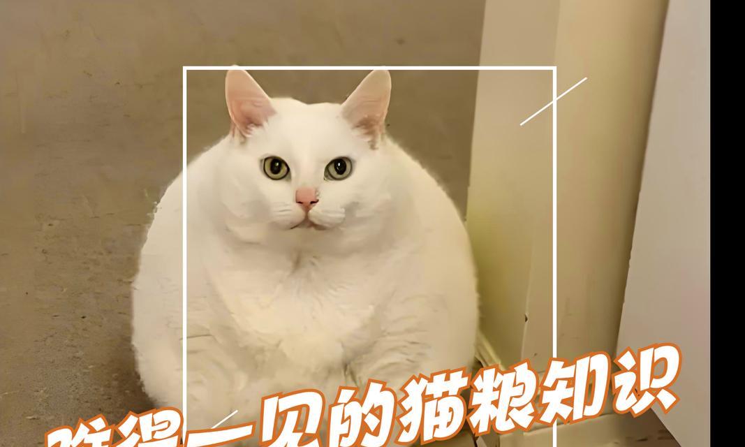 猫咪的日常饮食需求（全面了解猫咪的饮食习惯与需求，打造健康的餐桌）