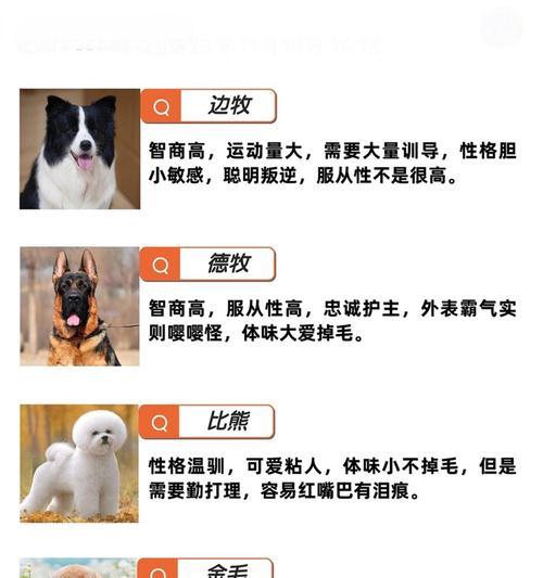 狗的本领和外形解密（揭秘狗的能力和外貌特征，让你对这些可爱的生物有更深入的了解）