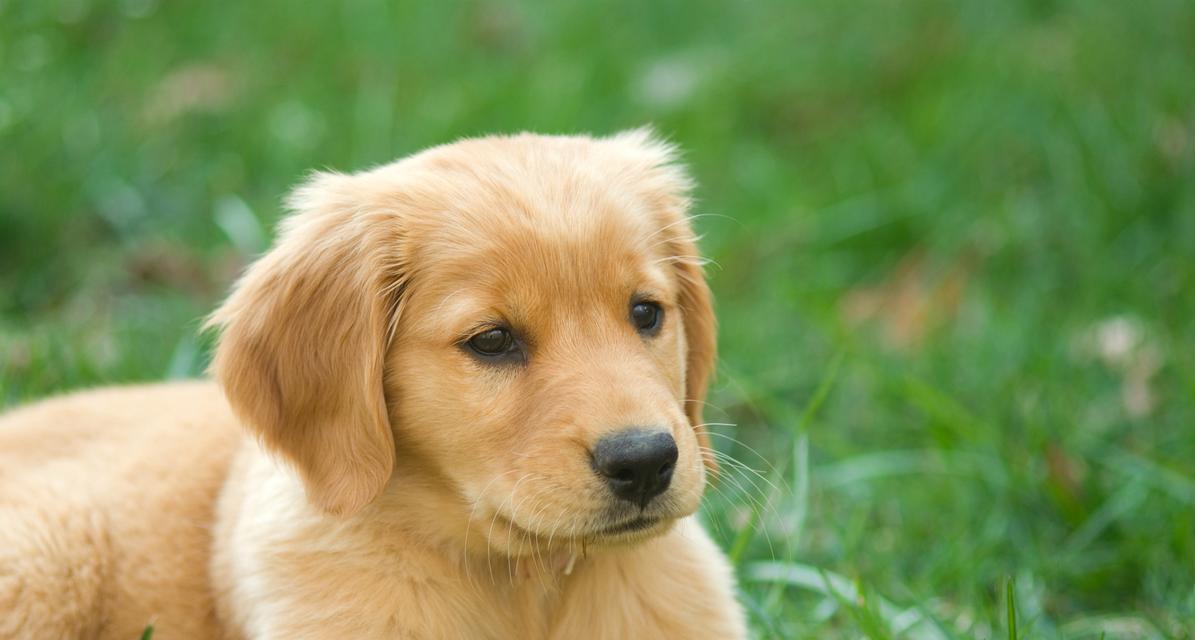 聪明伶俐的金毛犬（以智商高超闻名的金毛犬）