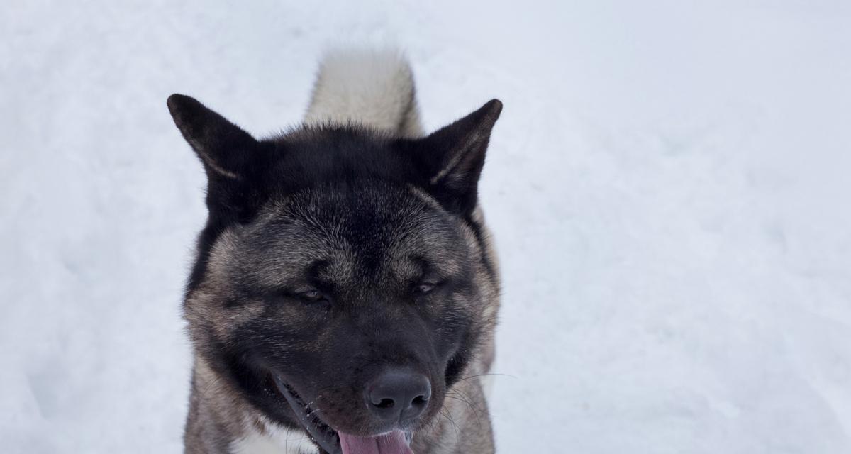 探寻秋田犬的魅力（了解秋田犬的特点与养护）