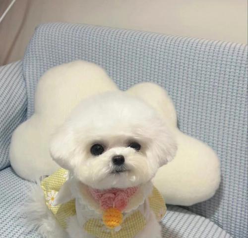 探讨比熊犬的外貌魅力（以毛发、脸部特征和身体比例为关键，揭示比熊犬的迷人之处）