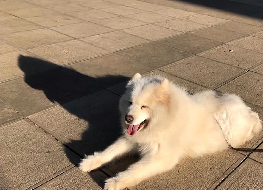十月份为什么狗狗会掉毛？（探究狗狗在十月份掉毛的原因和解决办法）