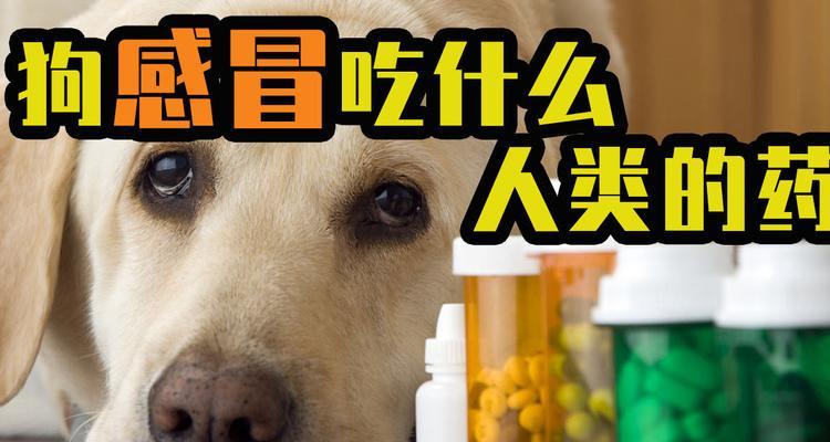 生病的狗如何正确喂养（针对疾病选择合适的食物和饮食习惯）