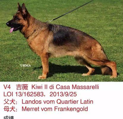 BOB——以赛级犬组的最高荣誉（解析BOB的含义及其在犬类竞赛中的重要地位）