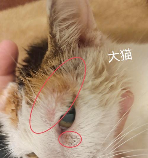 两个月的猫易得什么病（了解你的小猫，预防疾病）