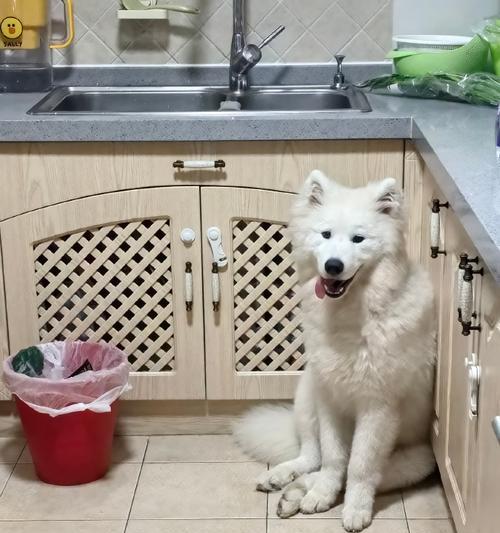以萨摩耶成犬喂什么才健康？（了解以萨摩耶成犬的饮食需求，让他们保持健康成长。）
