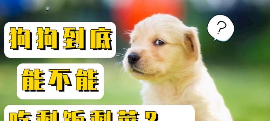 为什么狗狗不能以剩饭为主食？（深入探讨狗狗饮食健康的关键因素）