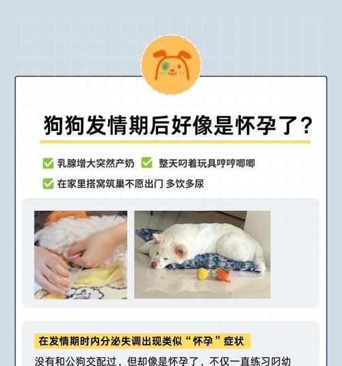狗的月经周期与怀孕周期有关吗？（解析狗狗怀孕的最佳时机）
