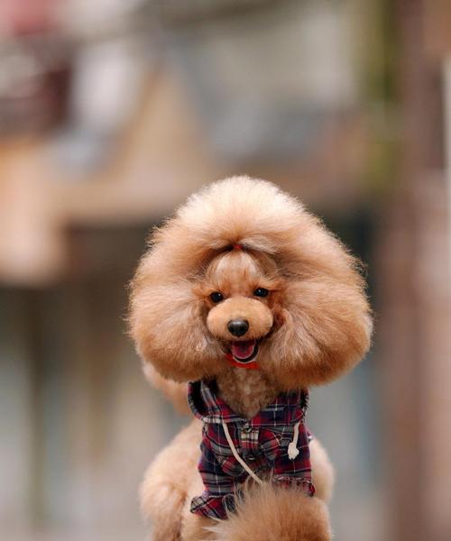 探秘泰迪犬的多样毛色（解析泰迪犬毛色的奇妙世界）