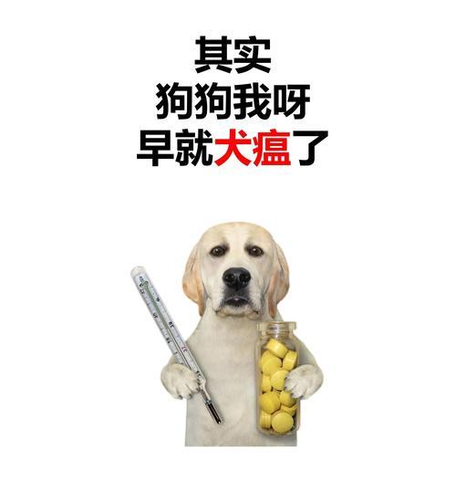 狗瘟后多久可以养狗？（了解适当的等待期与保护措施）
