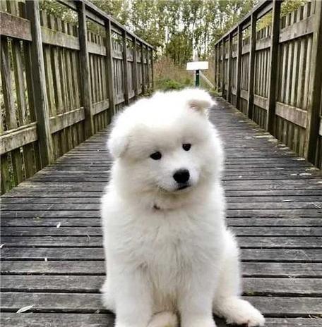 萨摩耶犬（了解萨摩耶犬的价格和如何饲养它）