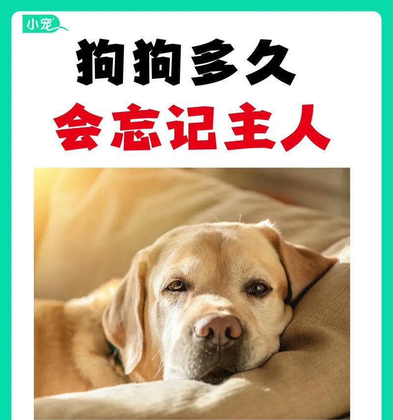 小狗狗对主人的认知时间有多长？（了解小狗狗对主人的感知能力及训练方法）
