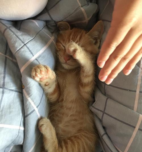 如何判断猫咪是否怀孕（猫的妊娠期和相关鉴别方法）