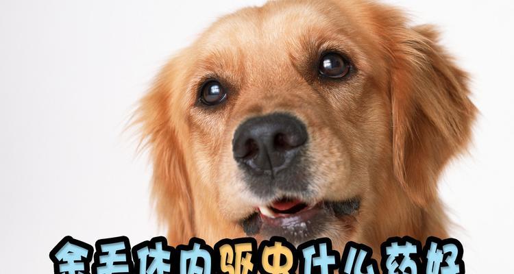 小金毛出生后多久需要进行驱虫？（探讨小金毛驱虫的最佳时机及方法）