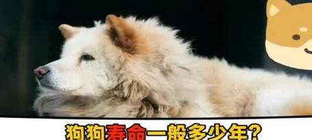 宠物狗狗的繁殖周期（了解狗狗的生育规律，享受宠物家庭的喜悦）