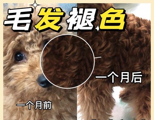 泰迪狗剃毛后恢复需要多久？（毛发生长周期、护理方法及关键时期）